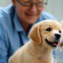 Veterinarian examining puppy during a wellness check