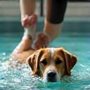 Pet receiving hydrotherapy treatment