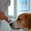 Nurse giving dog a vaccine